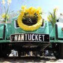 Nantucket_Daffodil1