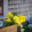 Nantucket_Daffodil_main