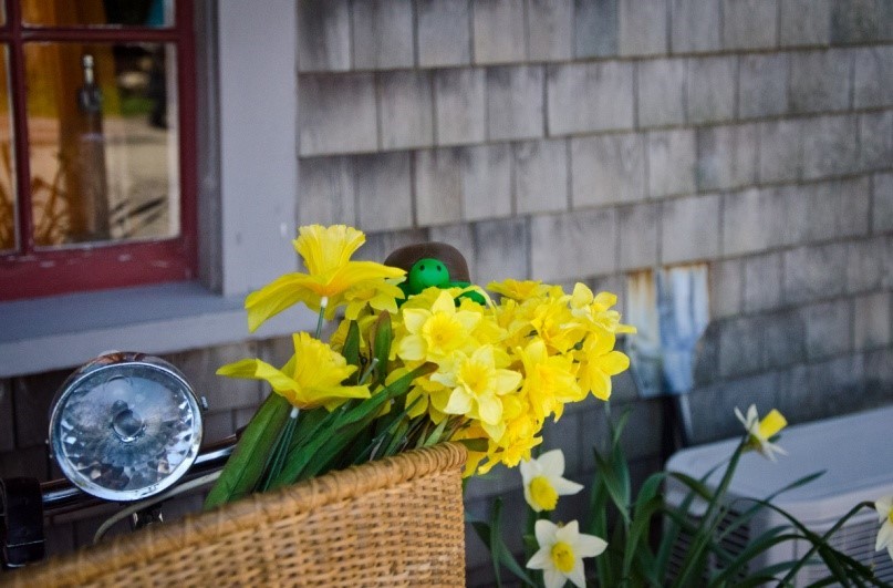 Cape Cod & Nantucket Daffodil Festival