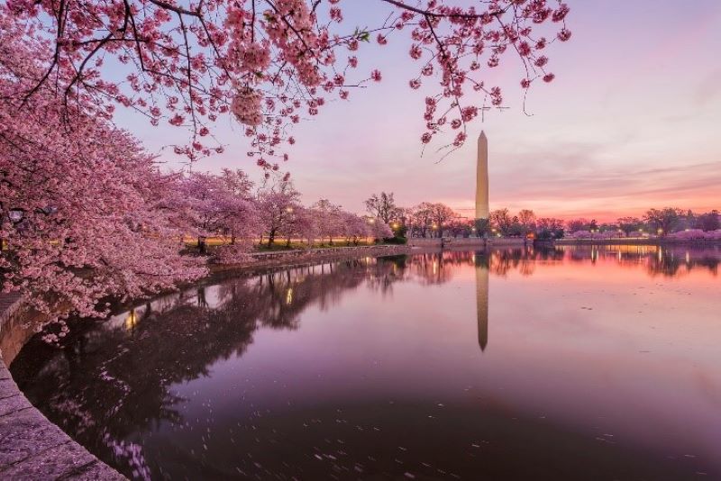 Springtime in Washington, DC